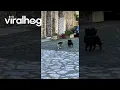 Download Lagu Local Cat Gang Prowls the Streets || ViralHog