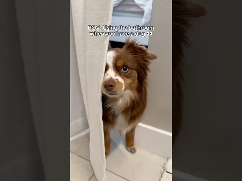 Velcro dog #dogshorts #funnydog #puppy