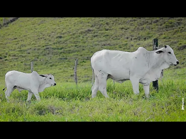 Novilha Nelore MATI - 1983