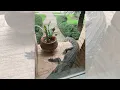 This alligator is pretty comfortable Alligator roaming Sugar Land neighborhood