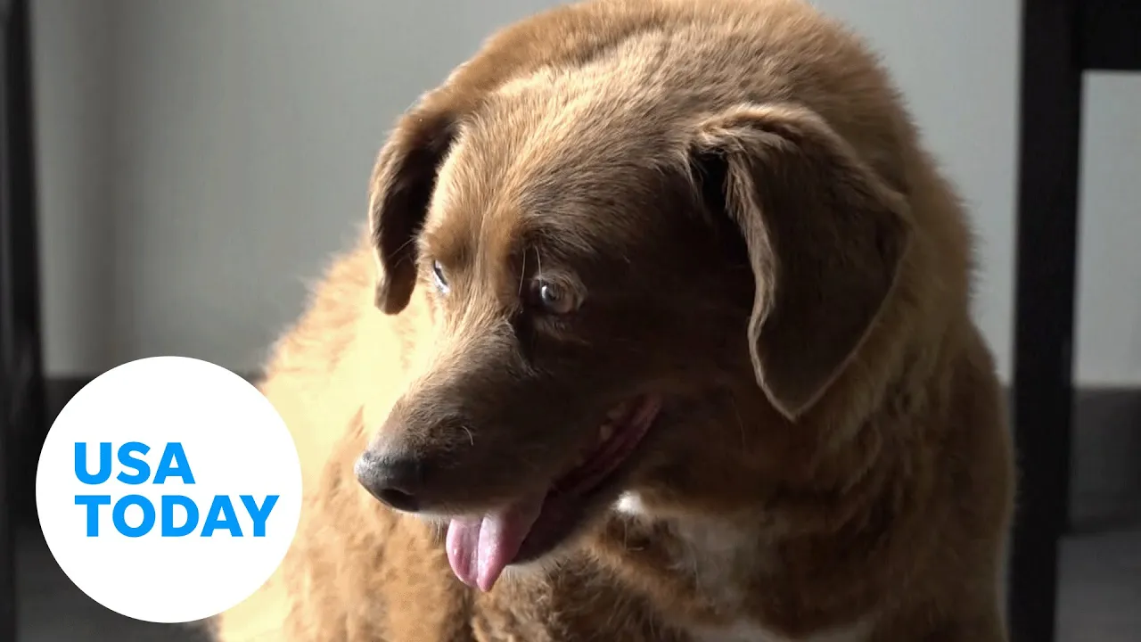 Bobi, world's oldest dog, celebrates 31st birthday with world record | USA TODAY