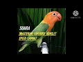 Download Lagu MASTERAN LOVEBIRD KONSLET SPEED LAMBAT,,