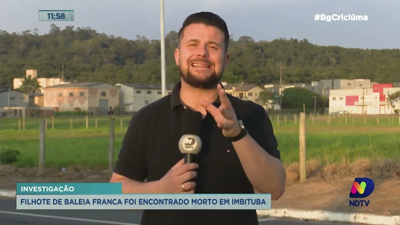 Filhote de baleia franca encontrado morto em Imbituba