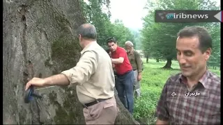 درخت مازو  کهن سال ترین درخت زنده هیرکانی دندنها