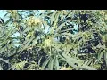 舐達麻 BUDS MONTAGE Remix