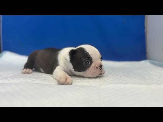 動画