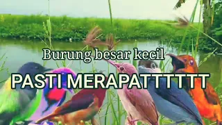 suara pikat mp3 burung ribut ngeriwik paling manjur untuk semua jenis burung