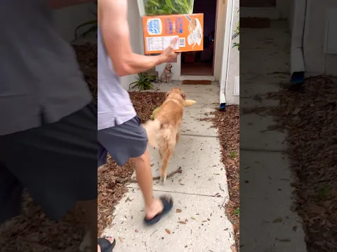 Roscoe “helps” with the groceries😅 #goldenretriever #cutepets #dog #puppy