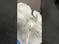 professional Butt Waxing Beyond Beauty Brazilian Waxing Salon Clinton Township MI