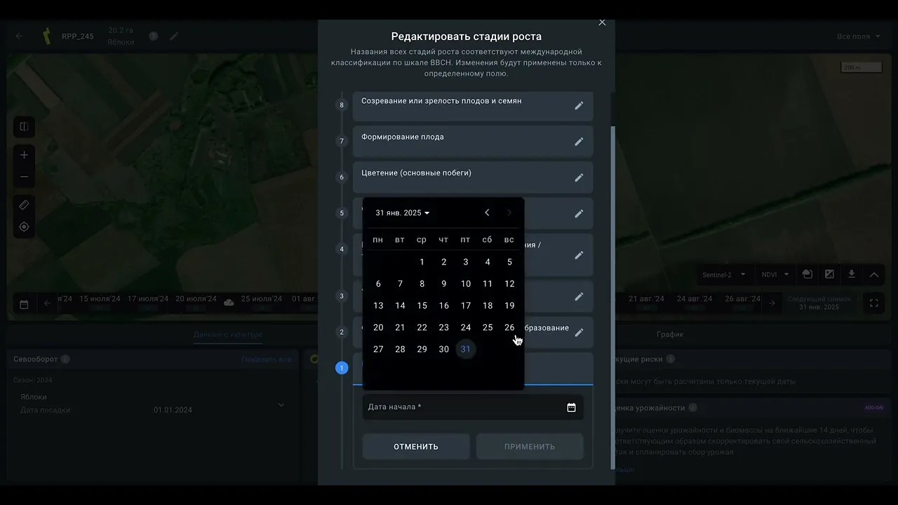 Этапы роста