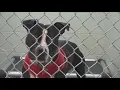 Muskegon Humane Society acquires animal clinic