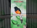 Download Lagu Burung Murai Gacor Untuk Mancing #magpie #kicaumania #muraigacor
