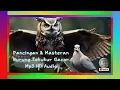 Download Lagu Masteran \u0026 Pancingan Burung #Tekukur #dekukur @mp3 hd audio joss