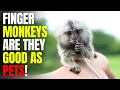 Finger Monkeys Are they Good As Pets