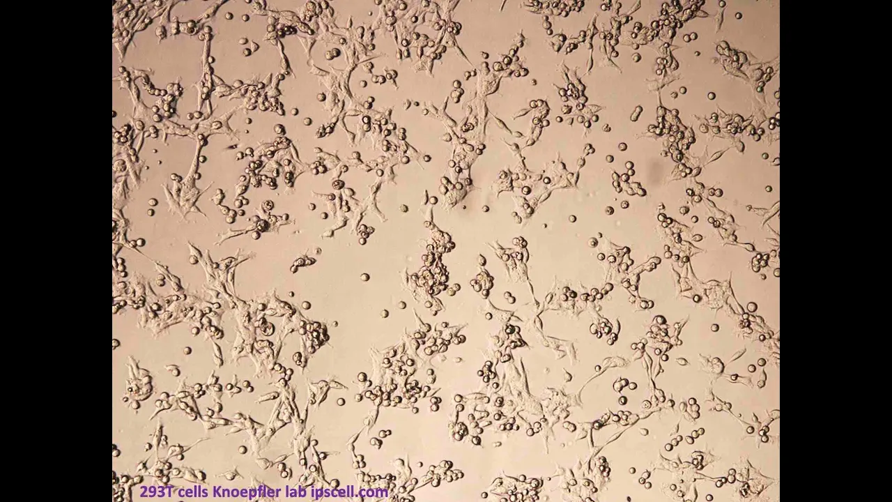 What are HEK 293 cells & their roles in research including on COVID-19?