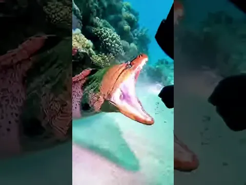 Near Death Moray Eel Hunt 😱  #underwater #finshing #scuadiving #ocean #underthesea
