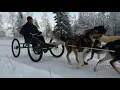 Introducing the New 2023 Sacco Dog Cart - the Ultimate Urban Mushing Machine
