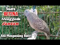 Download Lagu SUARA BETINA GACOR MENGGODA JANTAN‼️Perkutut Betina Memanggil Jantan