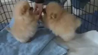                                دندنها