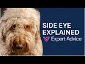 Dog Side Eye Funny Memes Vs Strabismus or Whale Eye