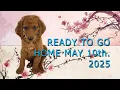 Mya Willy Standard F1b Goldendoodles - Lakeshore Doodles