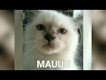 KUCING NGOMONG LUCU.mp4