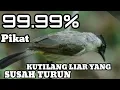 SUARA KUTILANG GACOR - PIKAT KUTILANG YANG SUSAH TURUN DENGERIN-SUARA KUTILANG GACOR PASTI TURUN