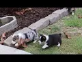 Welsh Corgi Puppies For Sale
