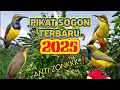 Pikat Sogon Terbaru 2025 Suara Jernih \u0026 Ampuh