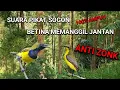 Download Lagu Suara Pikat Sogon Paling Ampuh Dengan Suara Crecetan Betina.