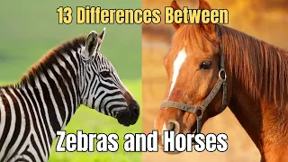 13 differences between zebras and horses zebras vs horses