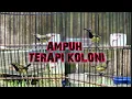 Download Lagu TERAPI SOGON DIJAMIN RESPON DENGAR SUARA SOGON INI #terapisogon #pancingansogoncepatgacor
