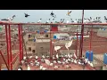 Download Lagu Babay Pigeons Ny Bohat Enjoay Karwaya | Hashim Mahmood Pigeons