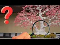 Bonsai Detective Hidden Secrets of Twin Trunks