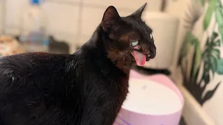 Raven tour Showing you her most happiest side