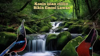 terapi air konin isian cililin