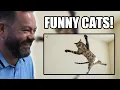 BRITS React to The Most DRAMATIC Cats Freak Out Over Nothing