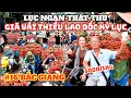 Download Lagu #16 BẮC GIANG : Ngập trong vải 3K/kg Lục Ngạn kêu cứu khẩn cấp | PHƯỢT 63 TỈNH THÀNH CÙNG SONG HỶ
