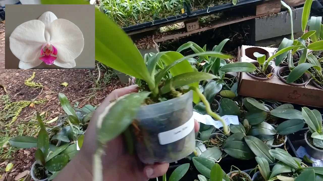 LINDA ORQUÍDEA PHALAENOPSIS SEMI ALBA PRE ADULTA