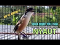 Download Lagu burung cendet gacor NARUNG FULL MATERI buat PANCINGAN CENDET AGAR BUNYI jadikan BURUNG PENTET GACOR