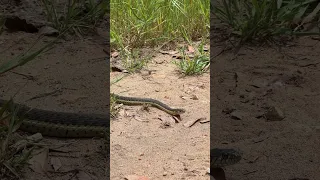 A cool little Two-striped Gatersnake just chilling. #snake #snakes @National Geographic ￼