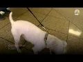 Shelter Rescues and Transforms Severely Neglected Poodle
