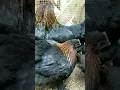 Some of our French Black Copper Marans at 16 weeks
