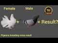 Download Lagu pigeon breeding cross result #fancypigeon #pigeon