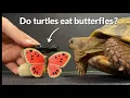 ASMR My Turtle Just Ate a Butterfly version two