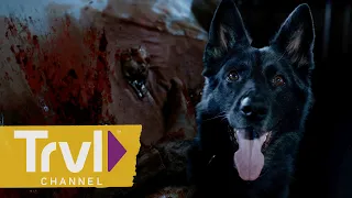 A Spirit Followed Her Home... and Chose Her Dog | My Possessed Pet | Travel Channel