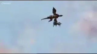 باربي ربانزل كامله باللغه العربيه 