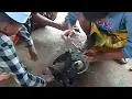 Download Lagu HARGA ANAKAN BURUNG JALAK KEBO RAWATAN DARI KECIL JINAK DI KIOS HAI LALA PASAR BUAH PASREPAN