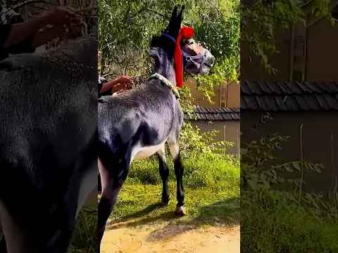 Funniest Donkey Ever Donkey Training the fun way 272