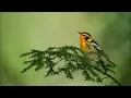 Download Lagu Nada Dering Pesan Suara Burung | Suara Hewan